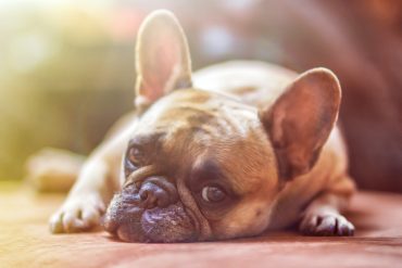 assurance bouledogue français