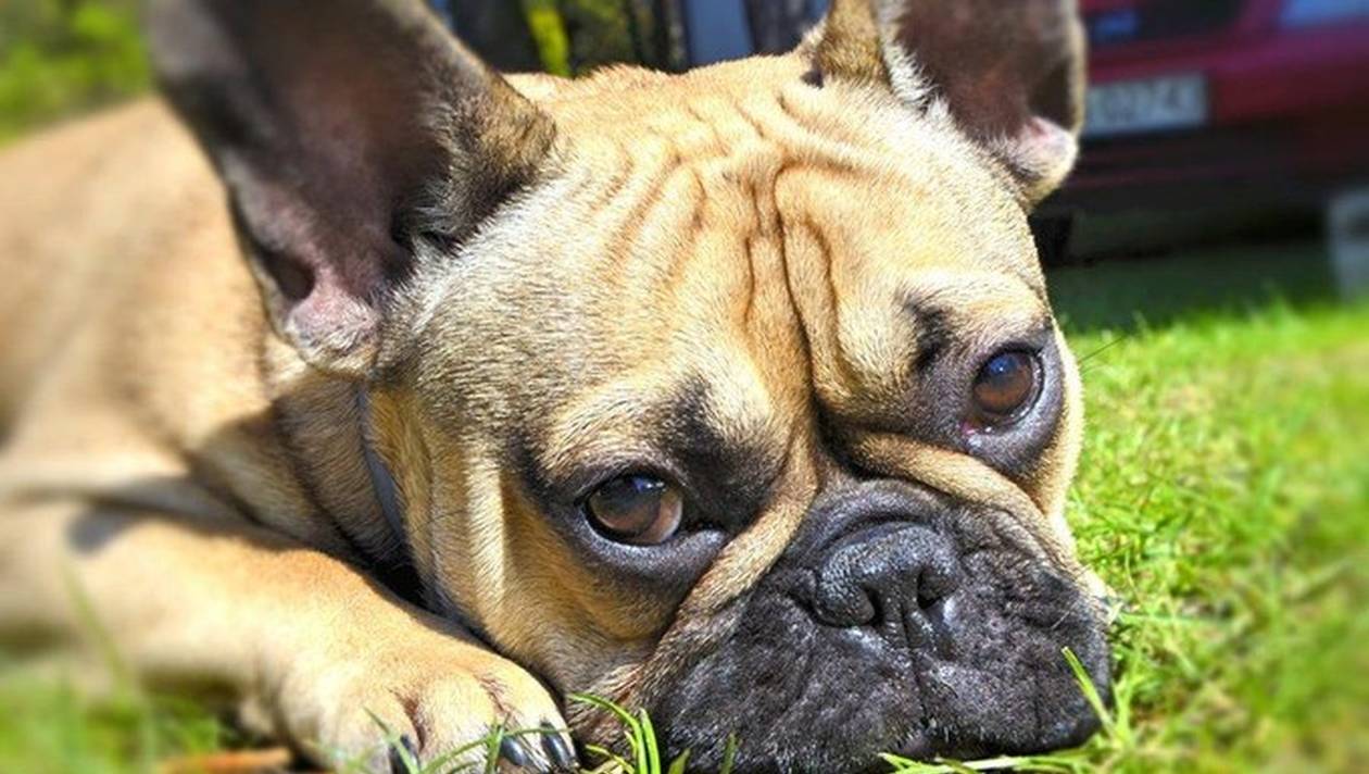 Présentation du Bouledogue français d’où vient ce chien Présentation du Bouledogue français d’où vient ce chien