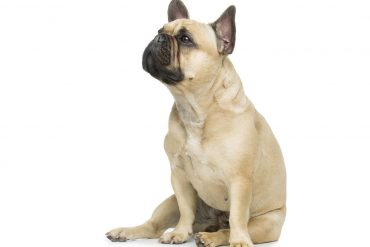 entretien-bouledogues