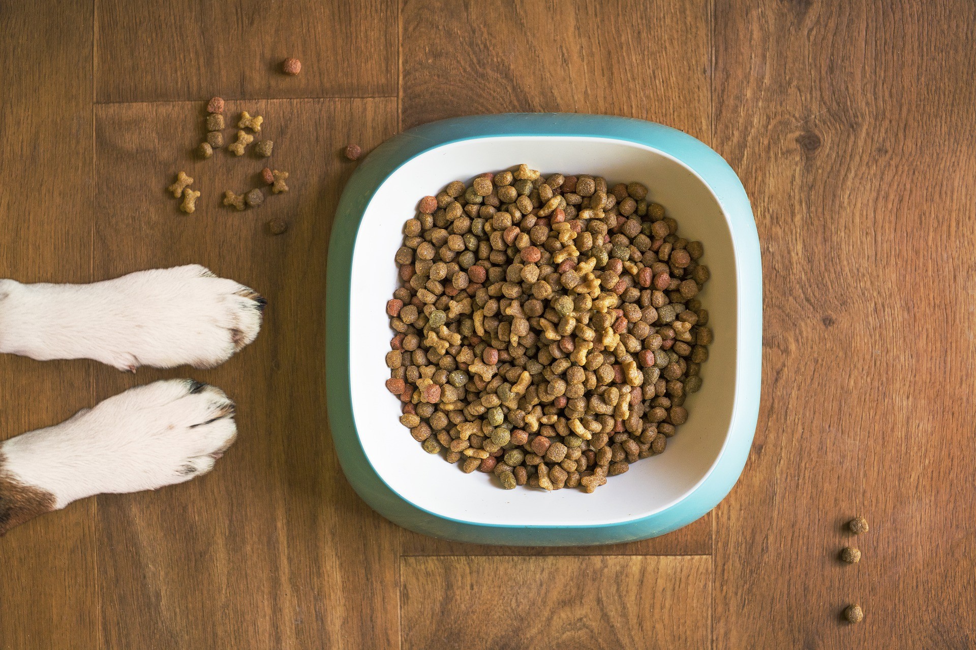 allergie alimentaire bouledogue français