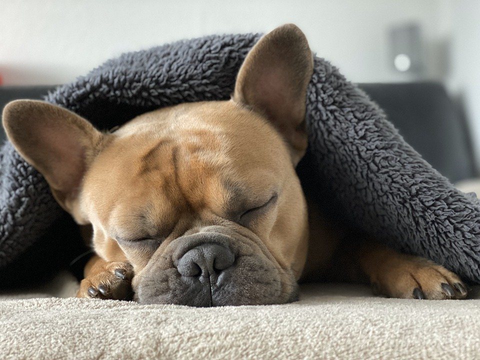 Allergie bouledogue français