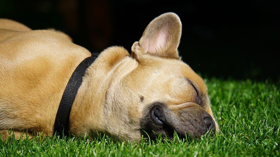 Bouledogue français allergie