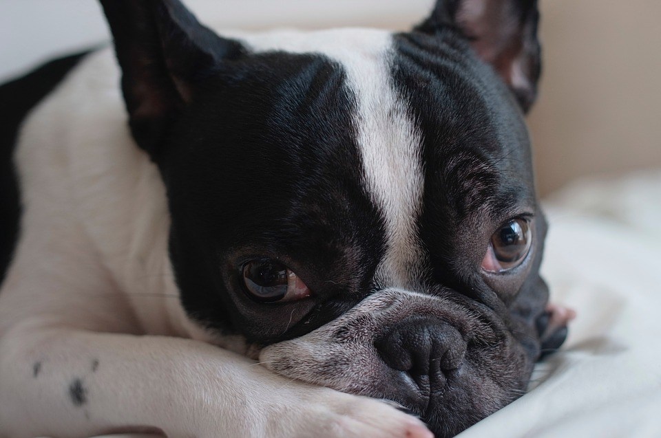 Bouledogue français anxieux