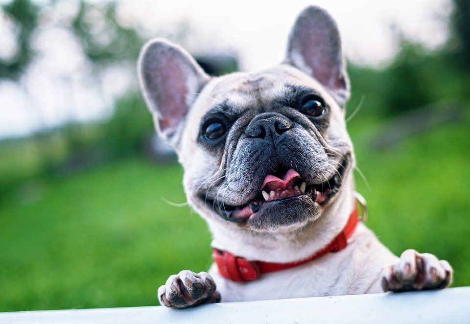 Bouledogue français apprentissage