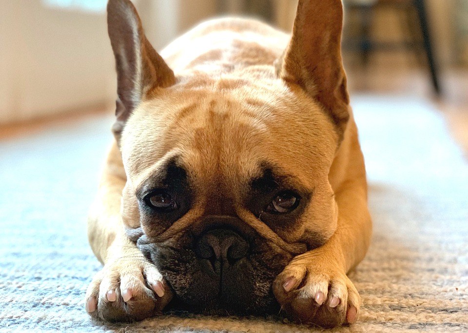 Bouledogue français voyage
