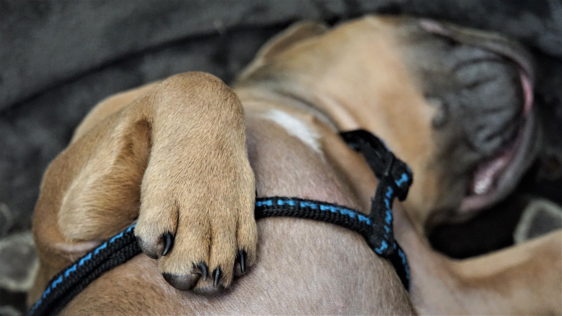 bouledogue français boiterie