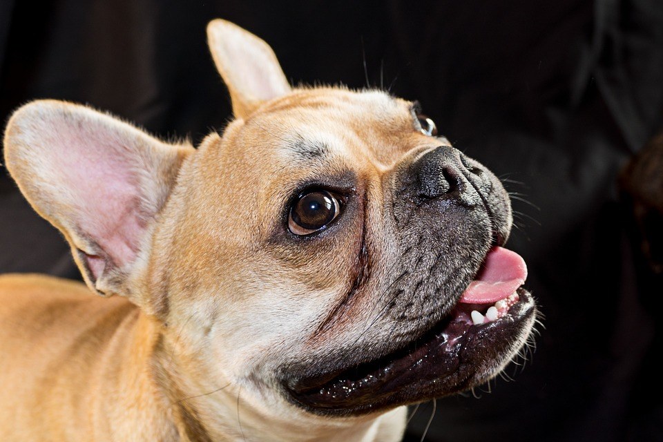 Bouledogue français lavage yeux et oreilles