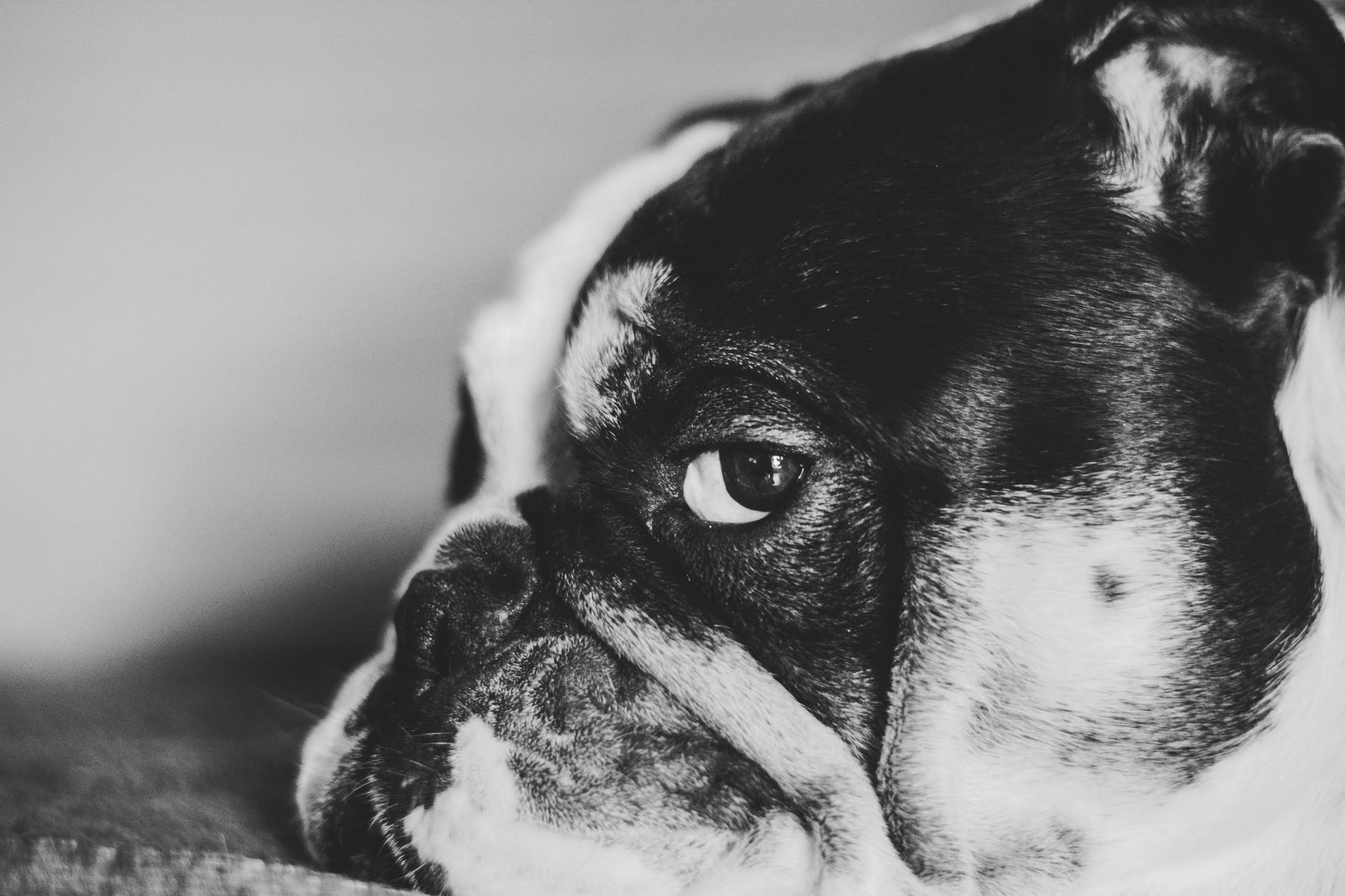 Bouledogue français saccageur