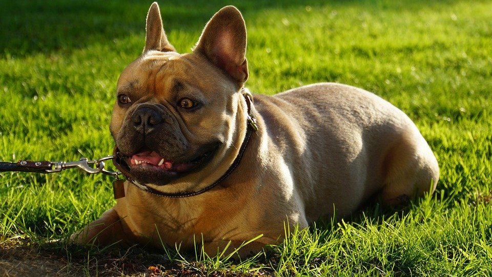 agressivité chez le bouledogue -français