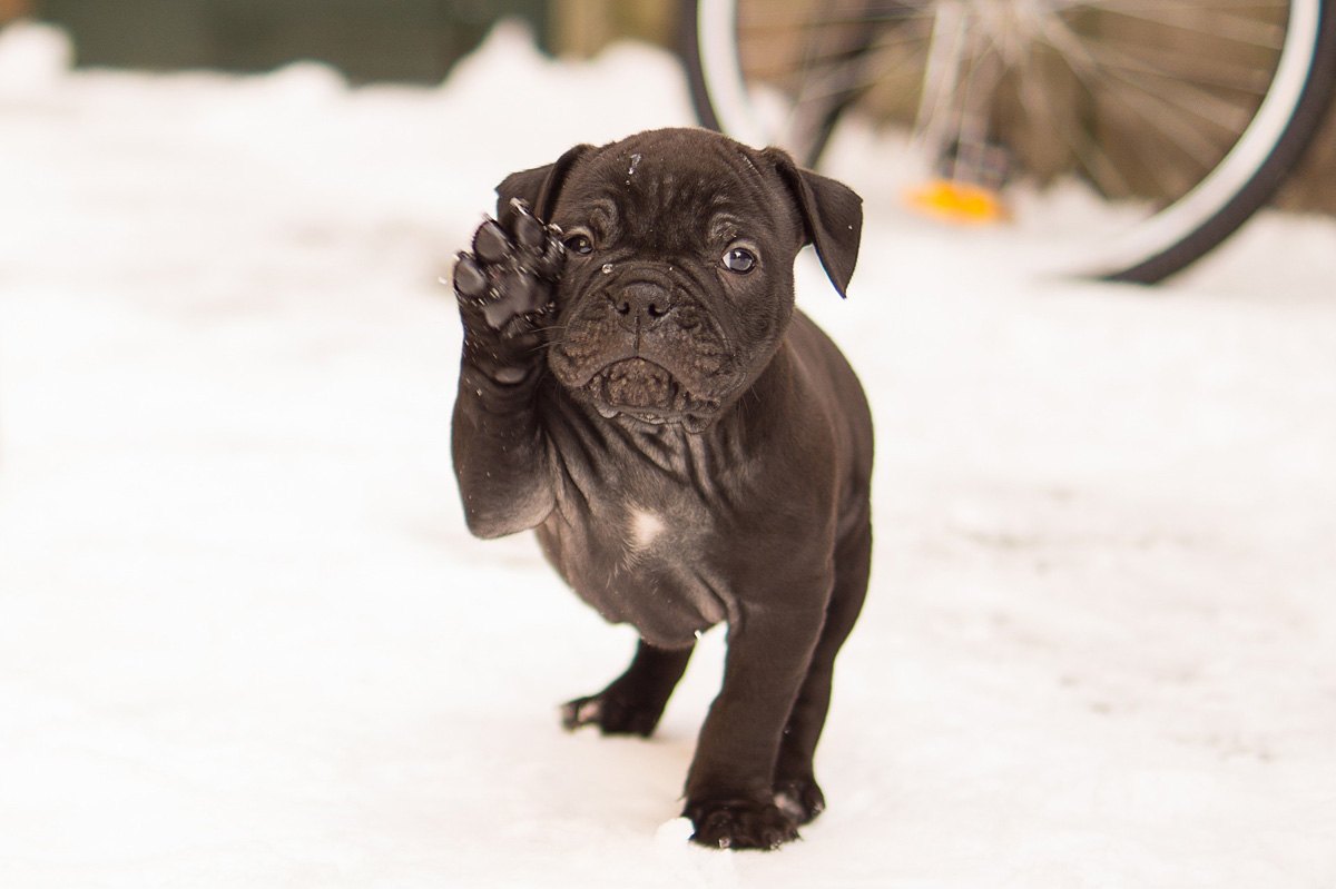 bouledogue francais apprentissage donner patte