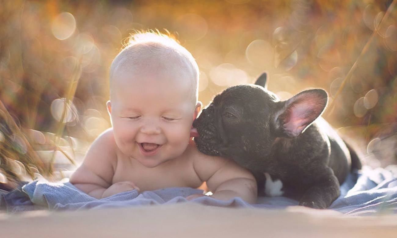 Bouledogue français arrivée bébé