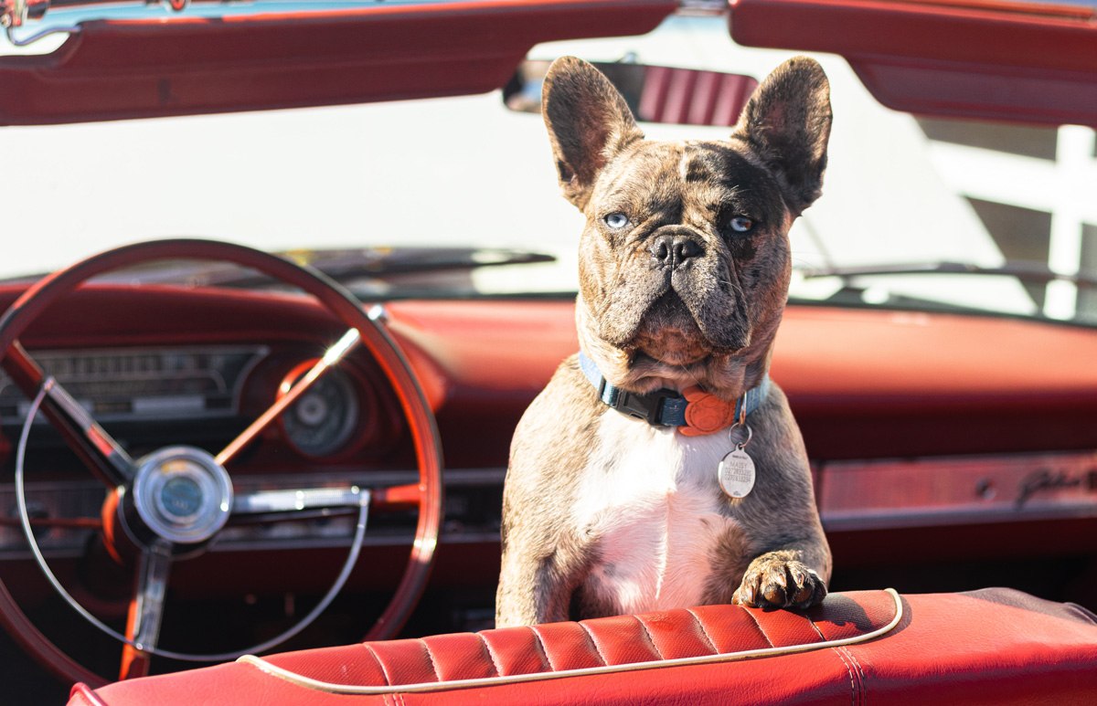 bouledogue francais voiture
