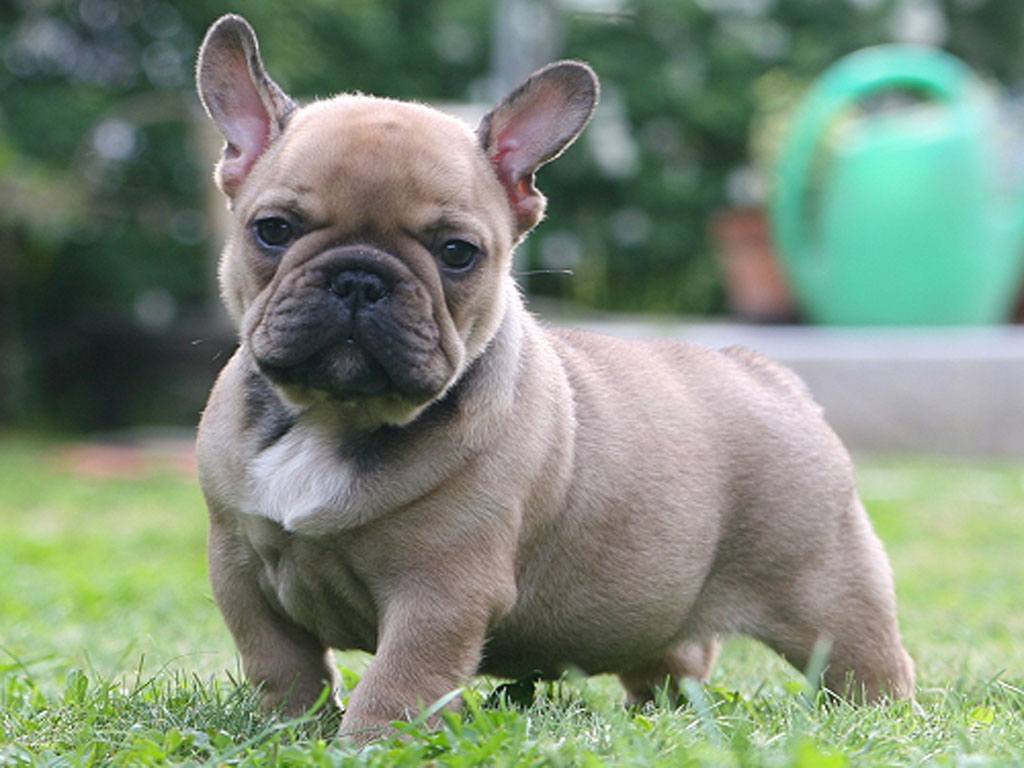 bouledogue francais