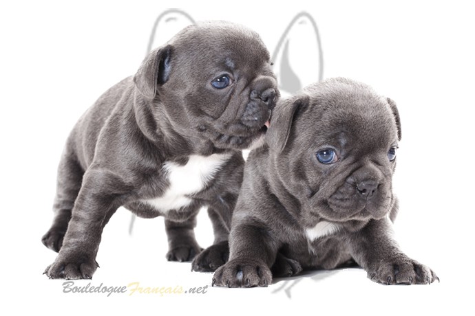 bouledogue bleu