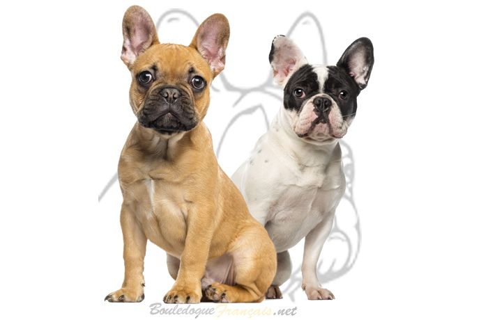 bouledogue origine