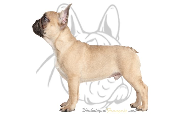 bouledogue standard