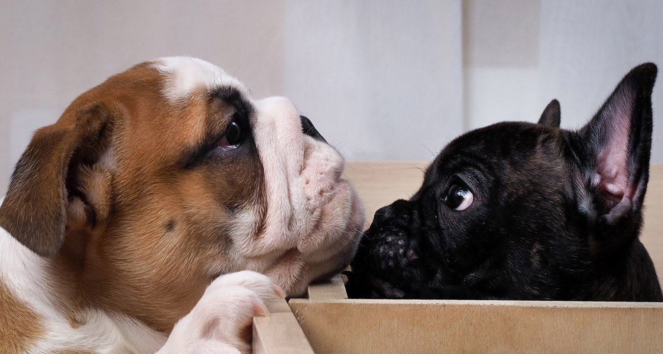 Bouledogue français et bouledogue anglais