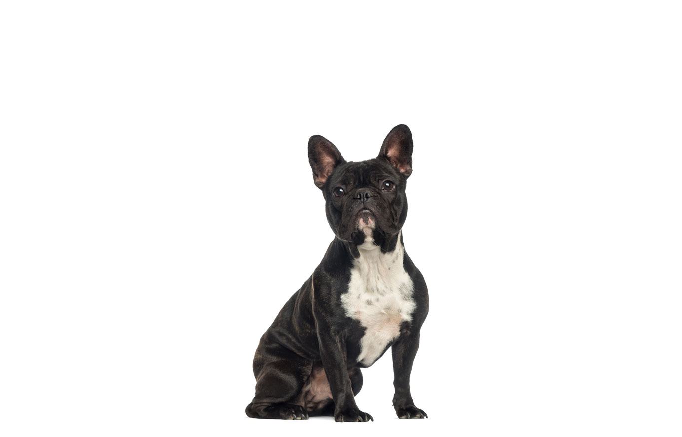 Bouledogue français