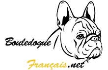 Bouledogue français : portrait, caractère, qualités