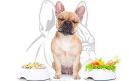 L’alimentation du bouledogue français