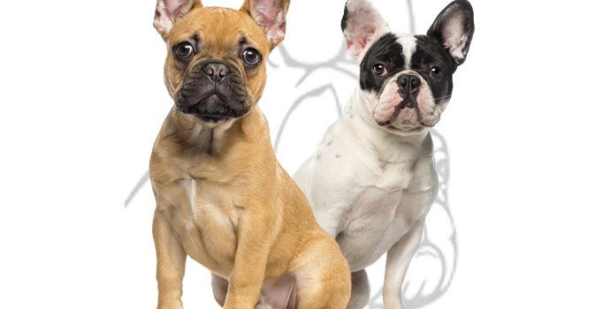 Les origines du bouledogue français