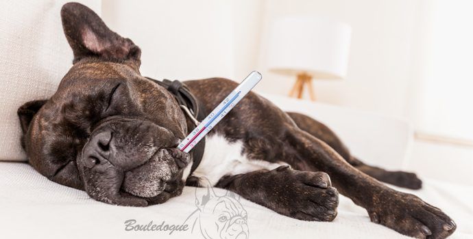 La santé et les maladies fréquentes chez le bouledogue français