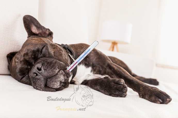 Sante Et Maladies Frequentes Chez Le Bouledogue Francais