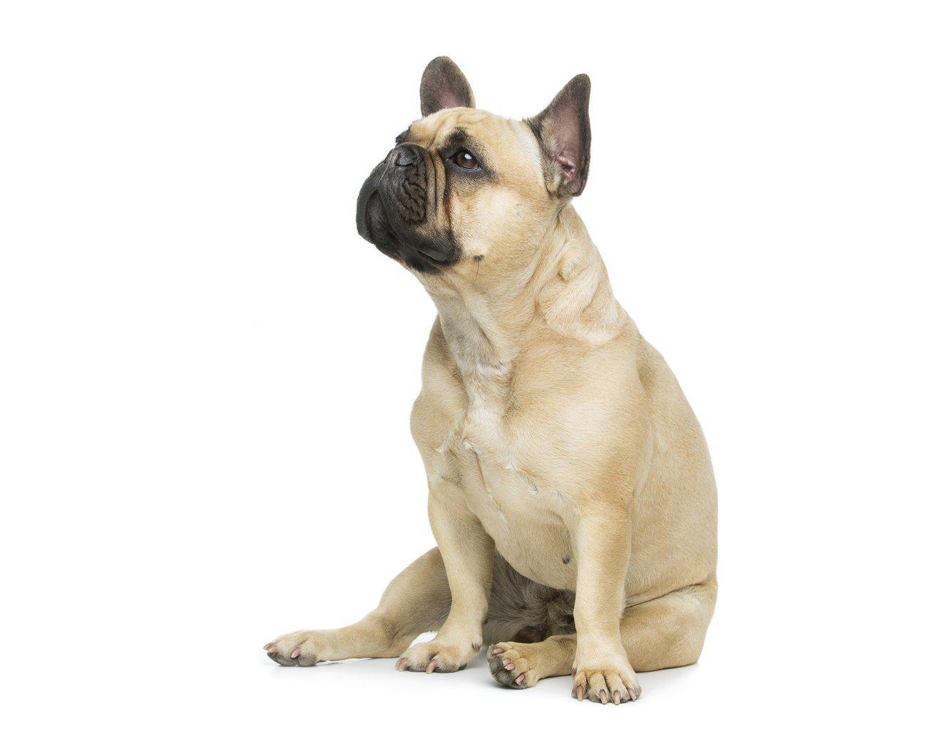 entretien-bouledogues