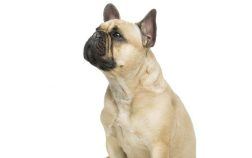 Comment bien s’en occuper : quelles astuces pour s’occuper de son bouledogue ?