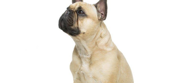 Comment bien s’en occuper : quelles astuces pour s’occuper de son bouledogue ?