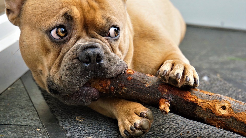 Nourrir un bouledogue français