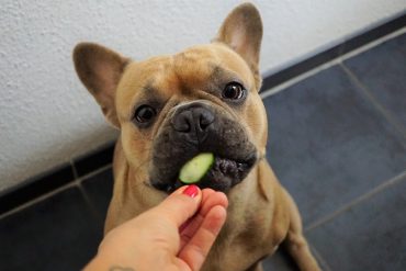 Nourrir un bouledogue français
