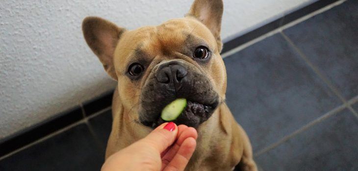 Comment bien alimenter un Bouledogue Français ?