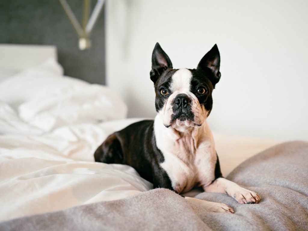 Boston Terrier