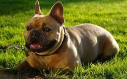 Que faire quand un bouledogue français est agressif?