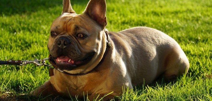 Que faire quand un bouledogue français est agressif?