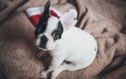 Comment distinguer un Bouledogue Français d’un Boston Terrier ?