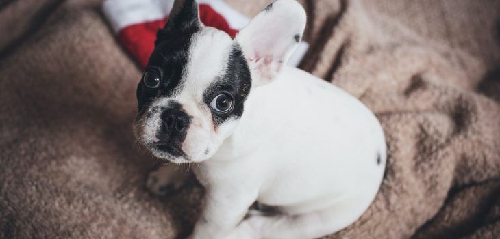 Comment distinguer un Bouledogue Français d’un Boston Terrier ?