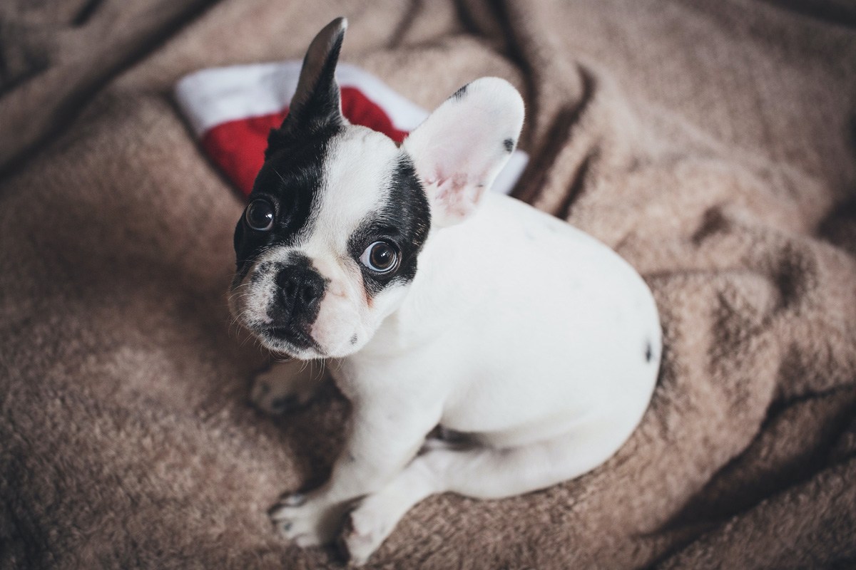 Comment distinguer un Bouledogue Français d’un Boston Terrier