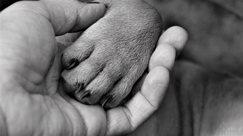 donner la patte bouledogue français