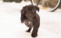 Comment apprendre à un bouledogue français à donner la patte?