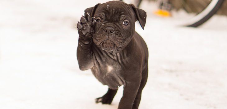 Comment apprendre à un bouledogue français à donner la patte?