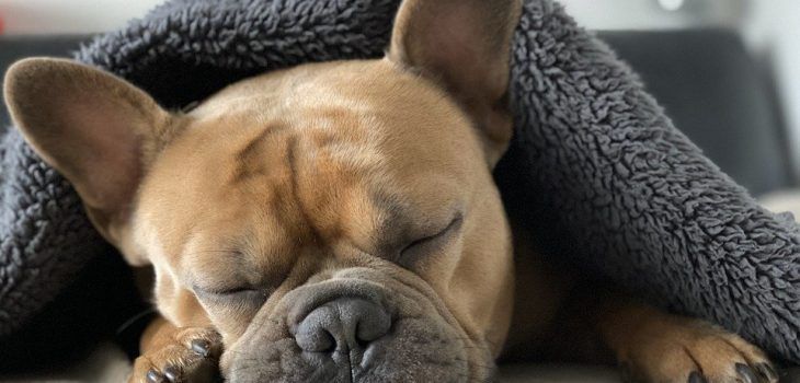 Les Allergies Alimentaires Chez Les Bouledogues Francais Symptomes Et Traitements