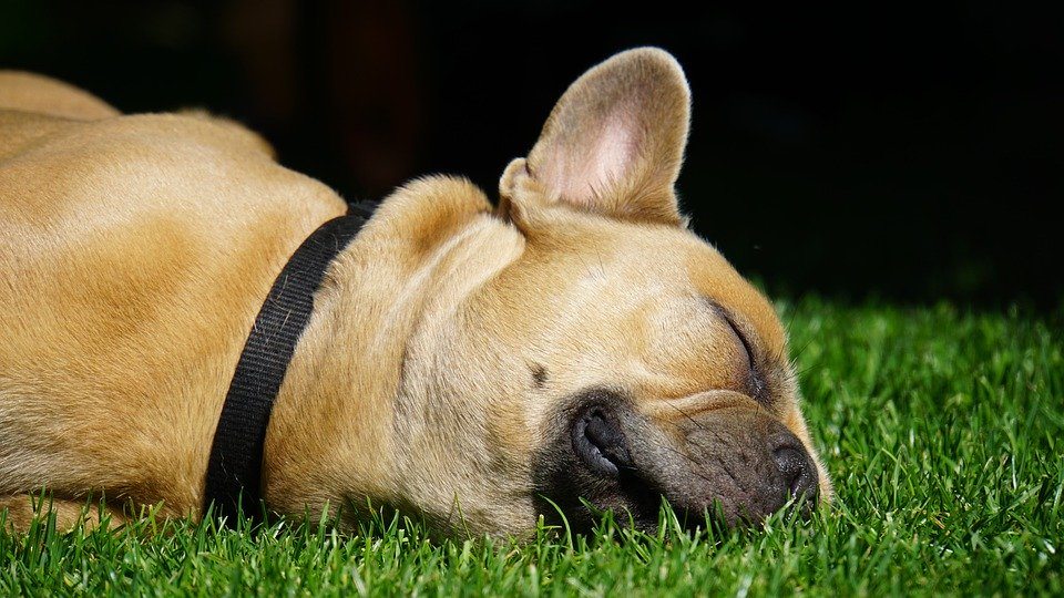 Bouledogue français allergie