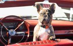 Nos conseils pour voyager en voiture avec votre bouledogue français