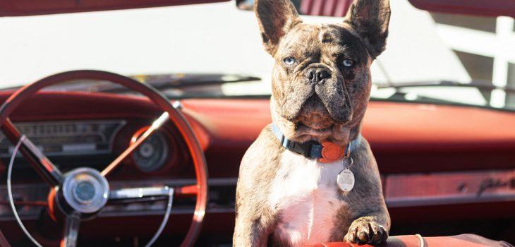 Nos conseils pour voyager en voiture avec votre bouledogue français