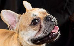 Nos conseils pour bien laver les yeux et les oreilles de votre bouledogue français