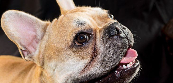 Nos conseils pour bien laver les yeux et les oreilles de votre bouledogue français