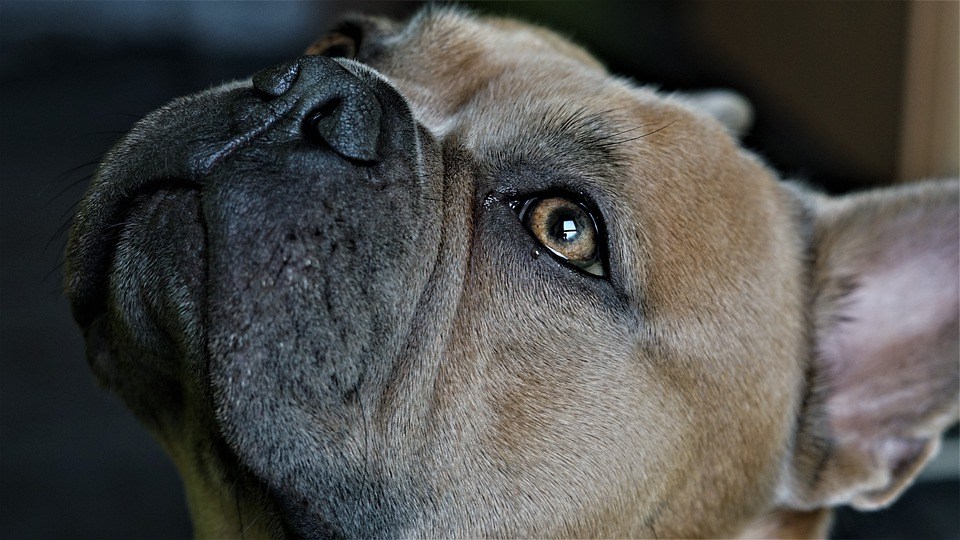 Bouledogue français yeux larmoyants