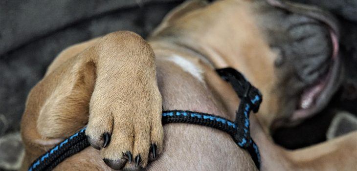 Que faire si votre bouledogue français boite ?